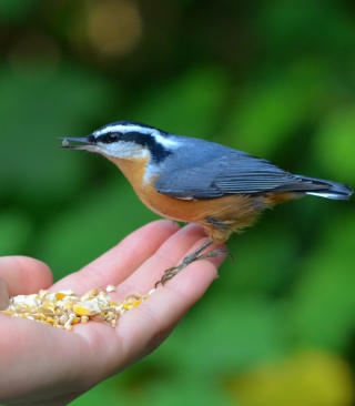 Feeding Bird - Obrázkek zdarma pro Nokia C7