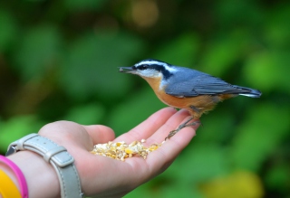 Feeding Bird - Fondos de pantalla gratis 
