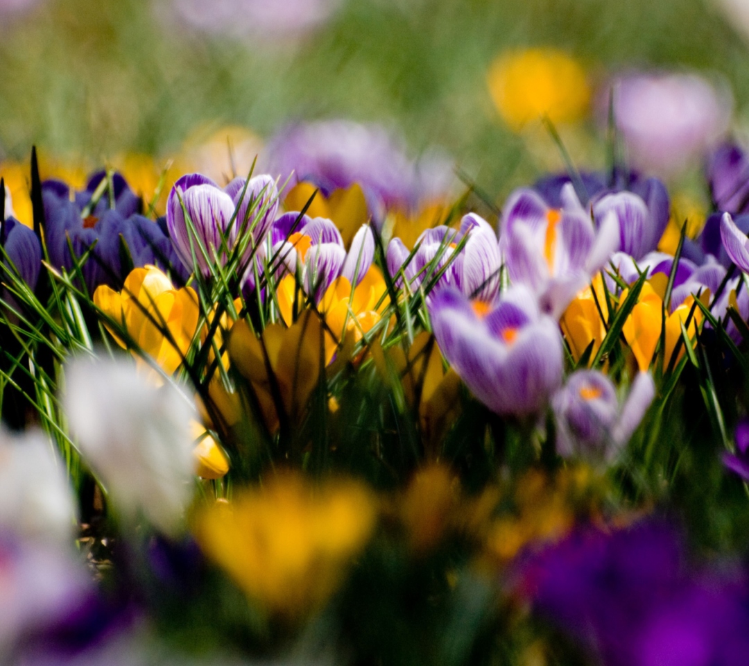 Das Crocus Field Wallpaper 1080x960