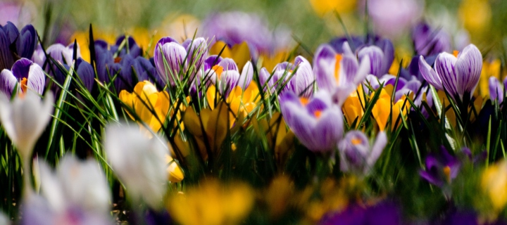 Das Crocus Field Wallpaper 720x320