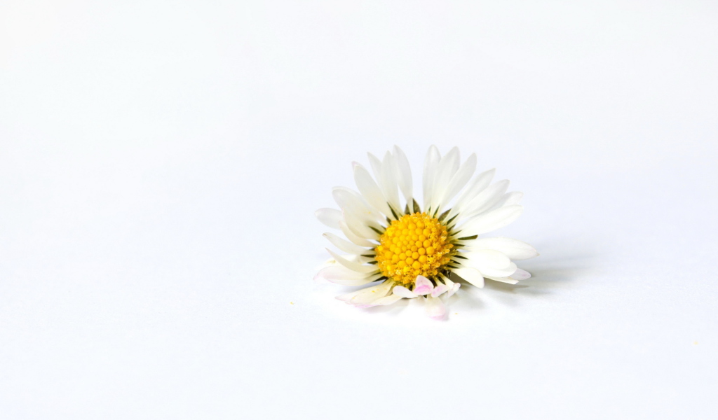 Screenshot №1 pro téma Little White Daisy 1024x600