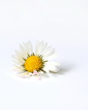 Sfondi Little White Daisy 128x160