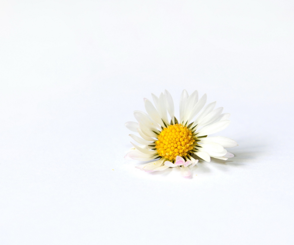 Das Little White Daisy Wallpaper 960x800