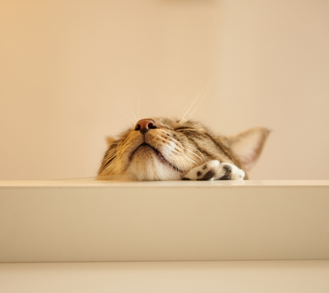 Funny Kitten wallpaper 1080x960