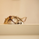 Funny Kitten wallpaper 128x128