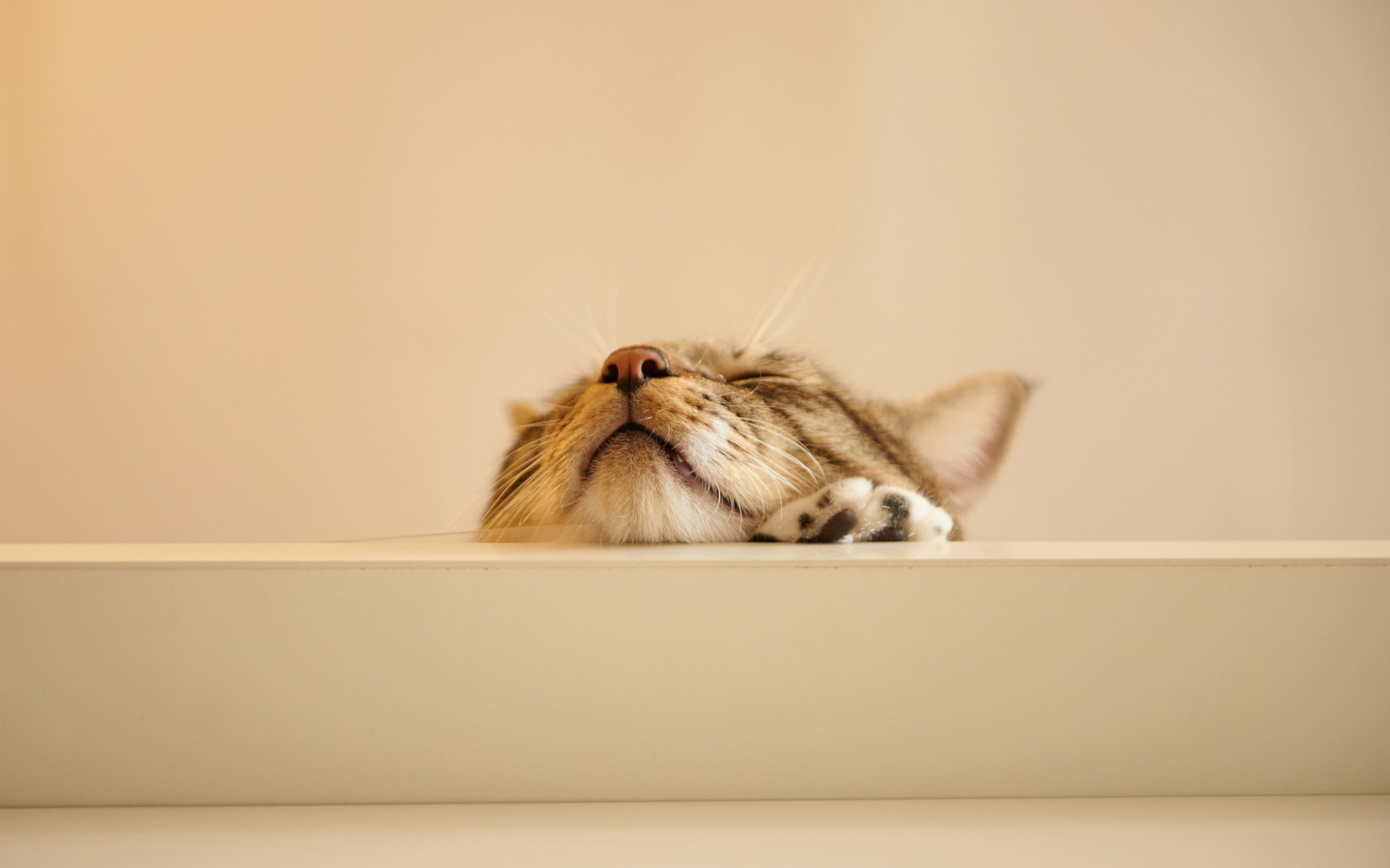 Sfondi Funny Kitten 1440x900