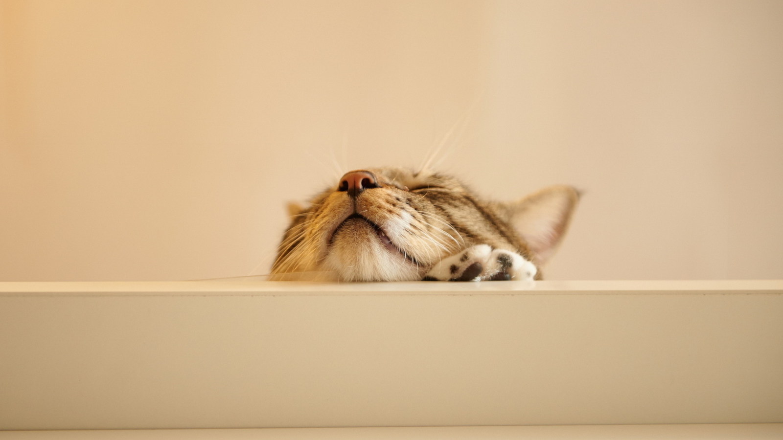 Das Funny Kitten Wallpaper 1600x900