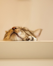 Funny Kitten wallpaper 176x220