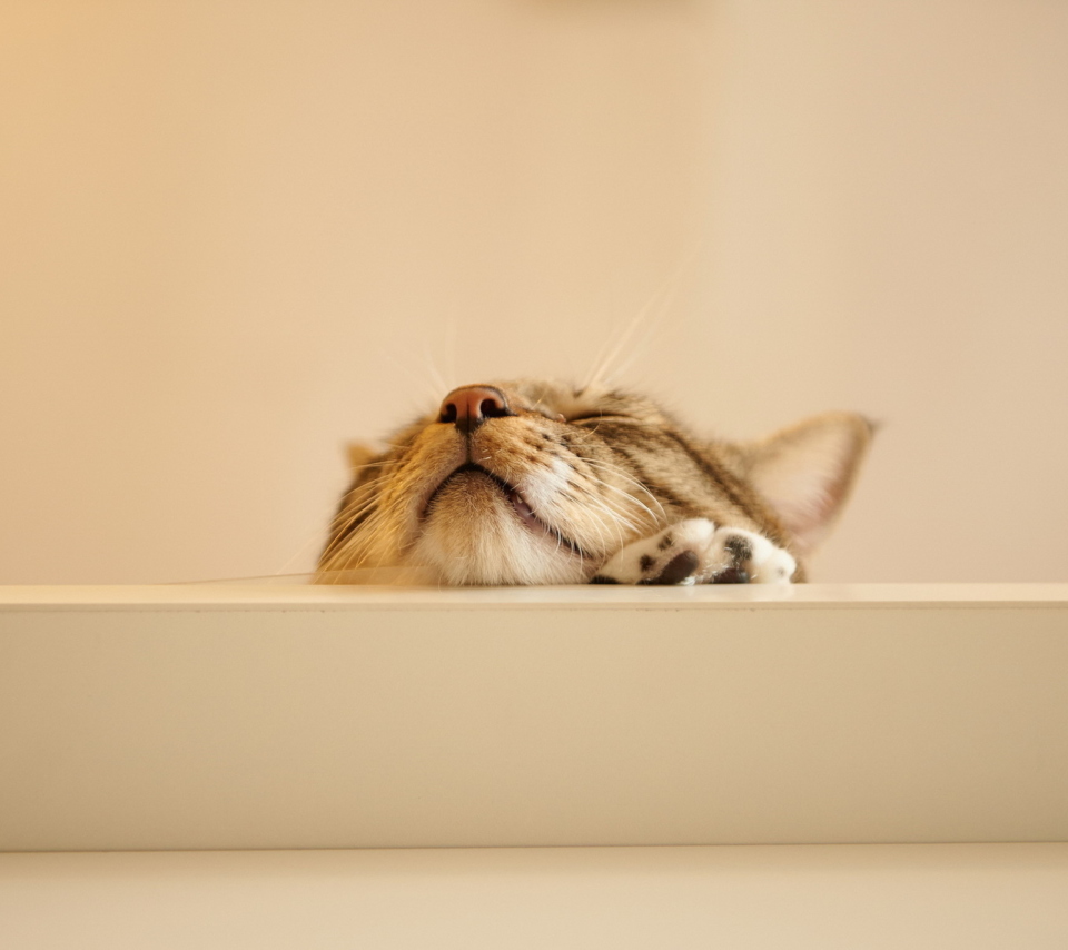 Das Funny Kitten Wallpaper 960x854