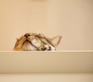 Funny Kitten - Obrázkek zdarma pro iPad mini