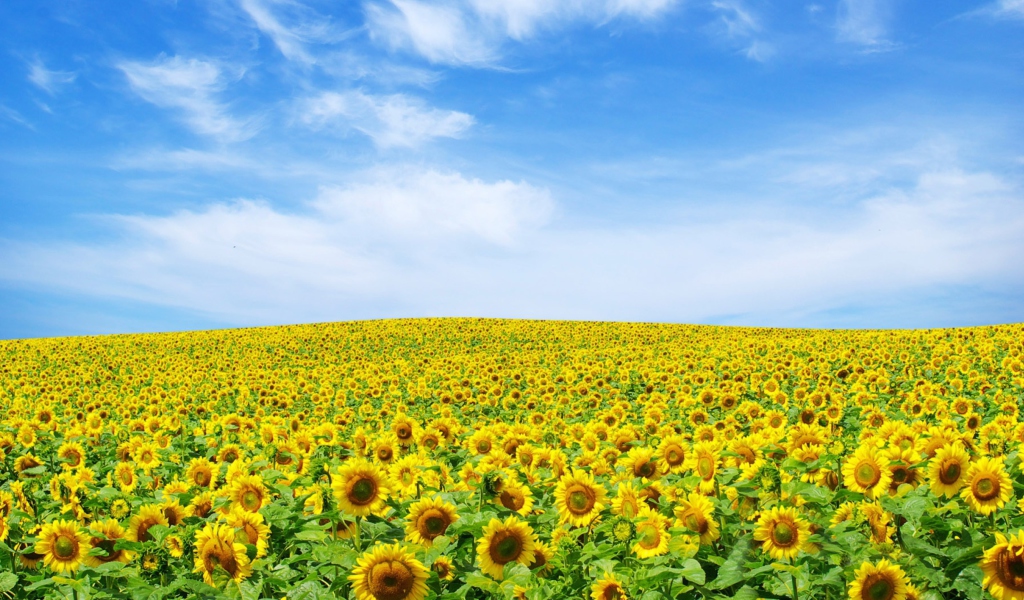 Sunflower Landscape wallpaper 1024x600