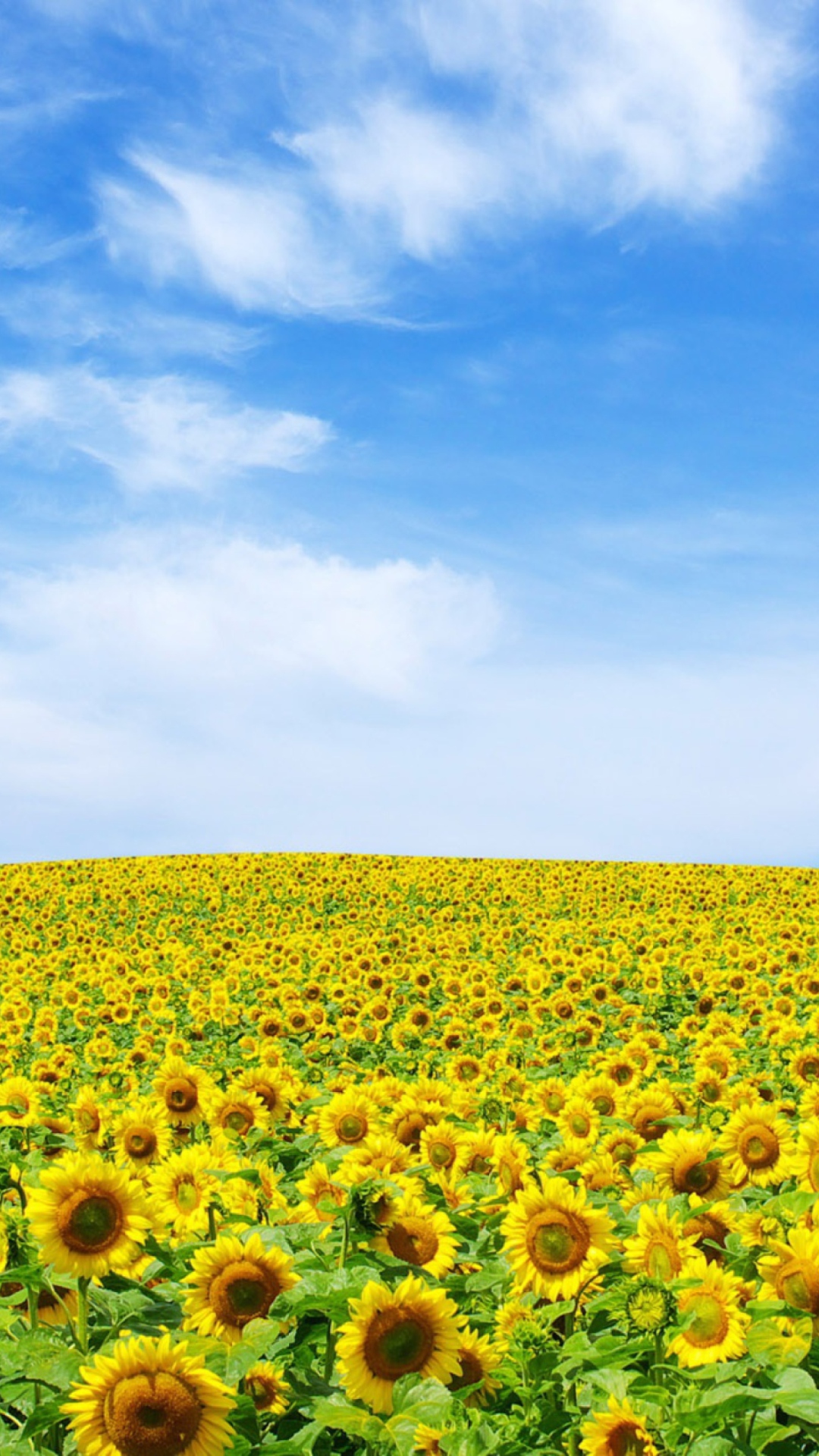 Das Sunflower Landscape Wallpaper 1080x1920