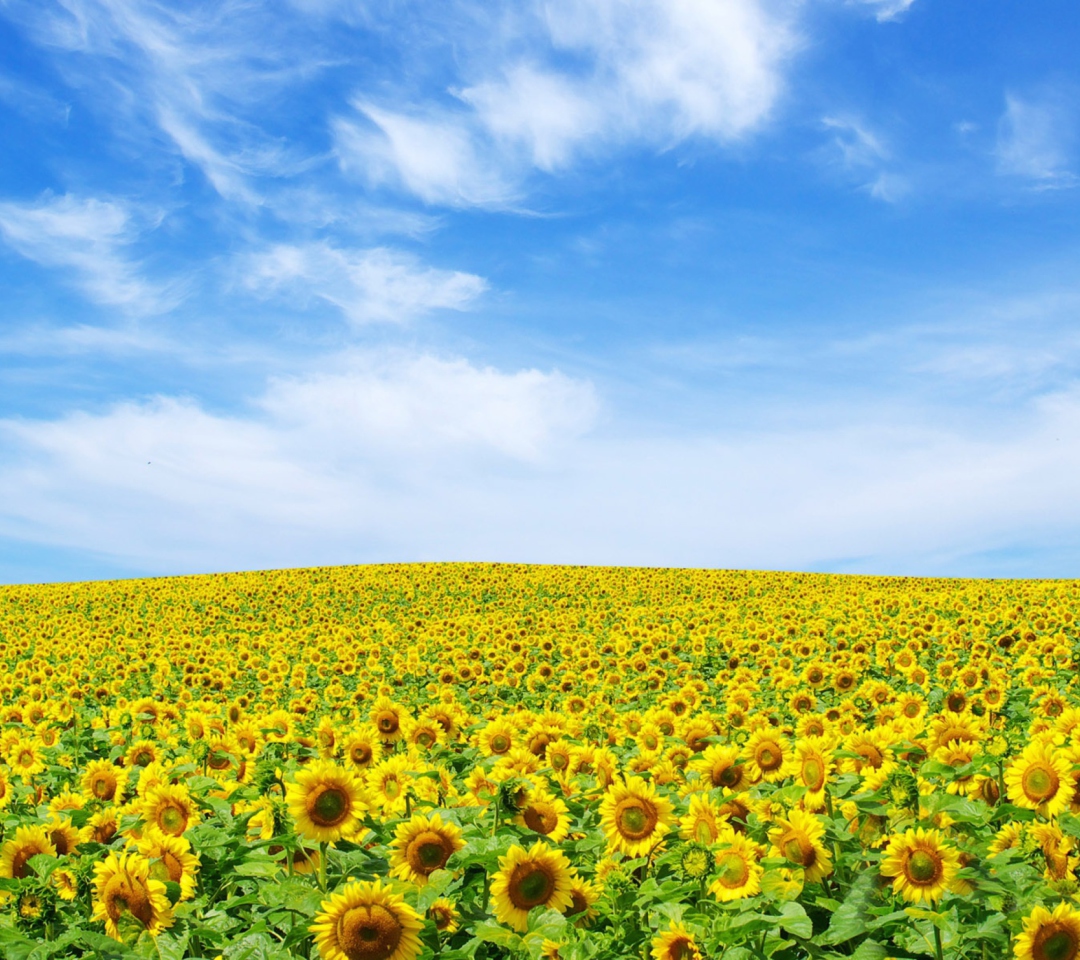 Sfondi Sunflower Landscape 1080x960