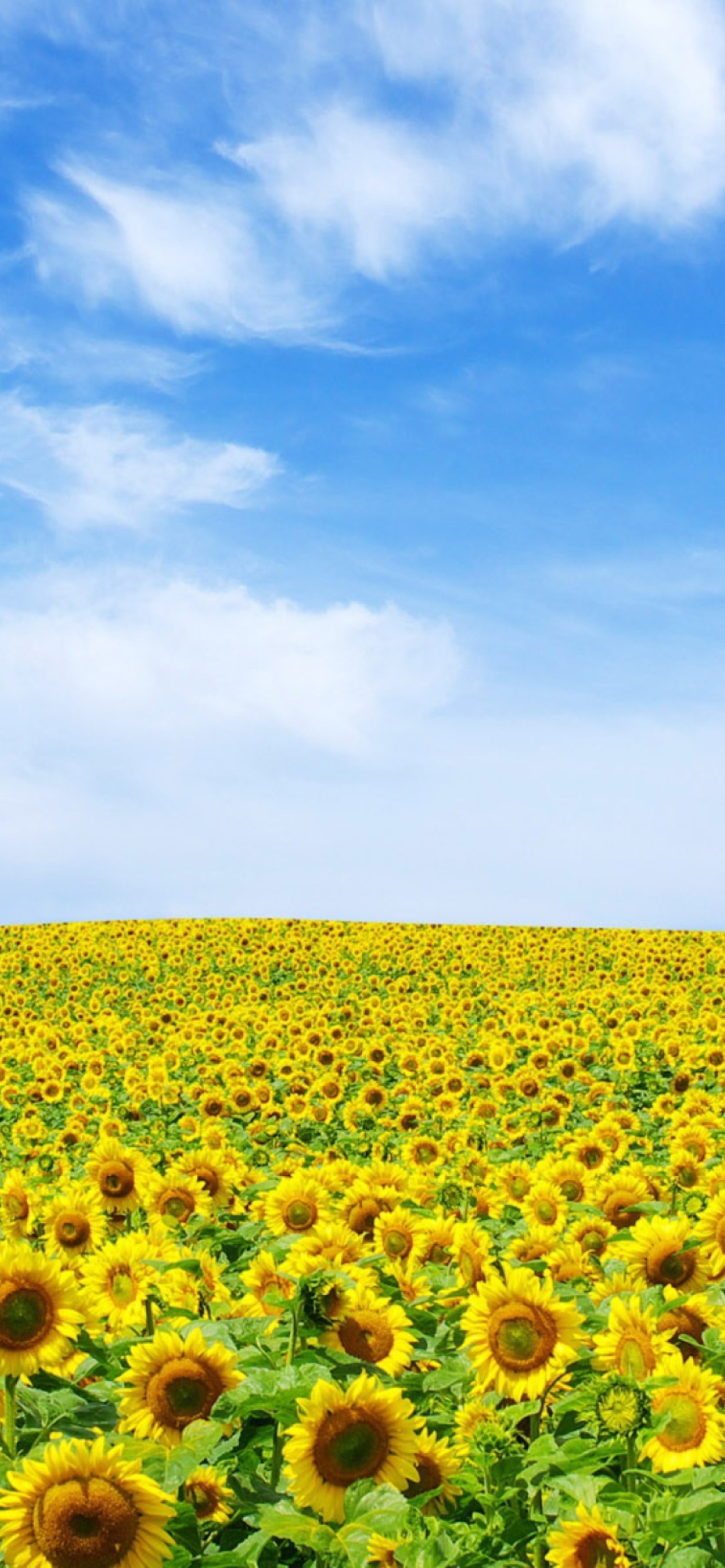 Fondo de pantalla Sunflower Landscape 1170x2532