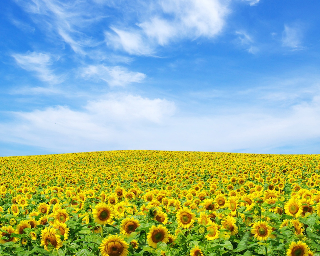 Screenshot №1 pro téma Sunflower Landscape 1280x1024