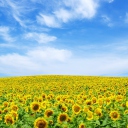 Das Sunflower Landscape Wallpaper 128x128