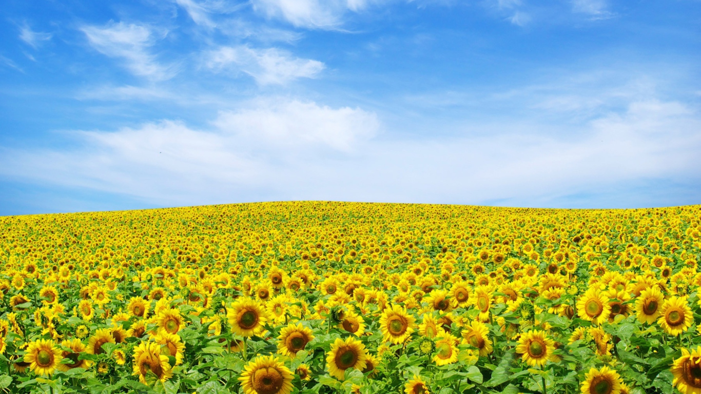 Sfondi Sunflower Landscape 1366x768