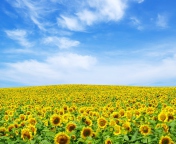 Screenshot №1 pro téma Sunflower Landscape 176x144