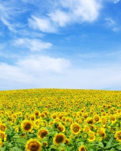 Sfondi Sunflower Landscape 176x220