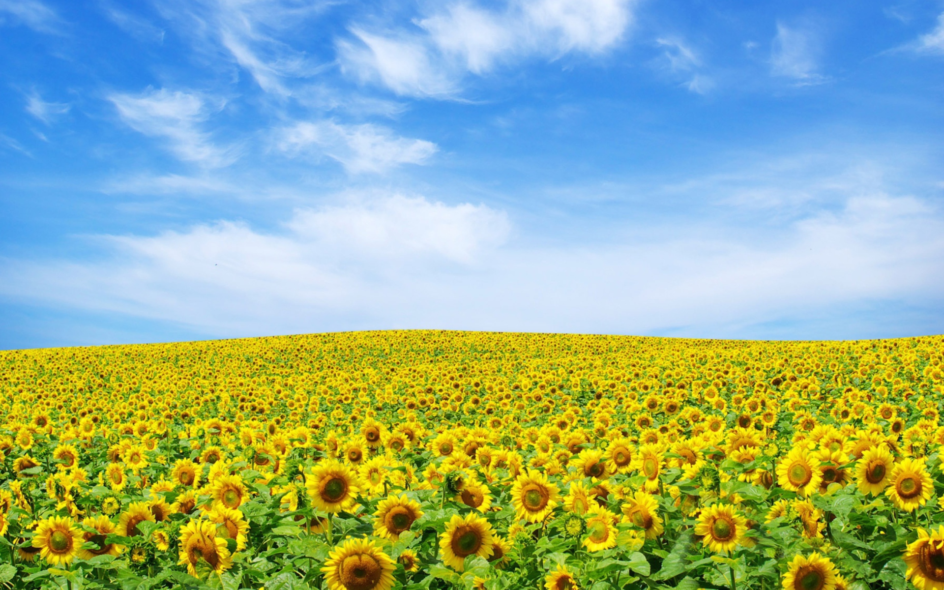 Screenshot №1 pro téma Sunflower Landscape 1920x1200