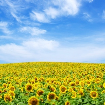 Fondo de pantalla Sunflower Landscape 208x208