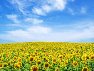 Fondo de pantalla Sunflower Landscape 320x240