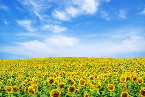 Fondo de pantalla Sunflower Landscape 480x320