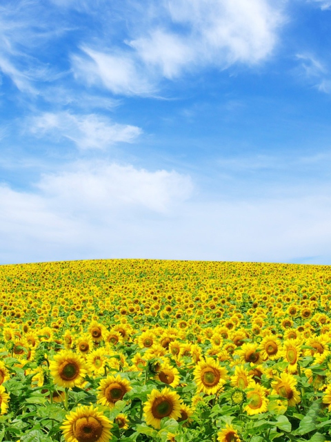 Das Sunflower Landscape Wallpaper 480x640