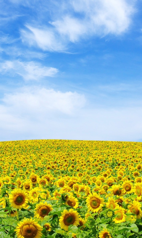 Fondo de pantalla Sunflower Landscape 480x800