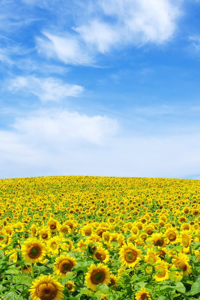 Fondo de pantalla Sunflower Landscape 640x960