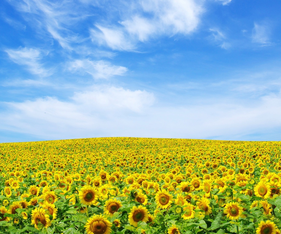 Fondo de pantalla Sunflower Landscape 960x800
