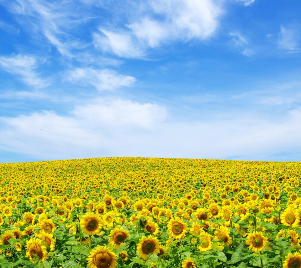 Fondo de pantalla Sunflower Landscape 960x854