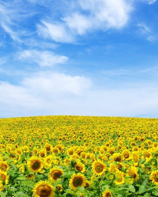 Kostenloses Sunflower Landscape Wallpaper für Nokia Asha 305