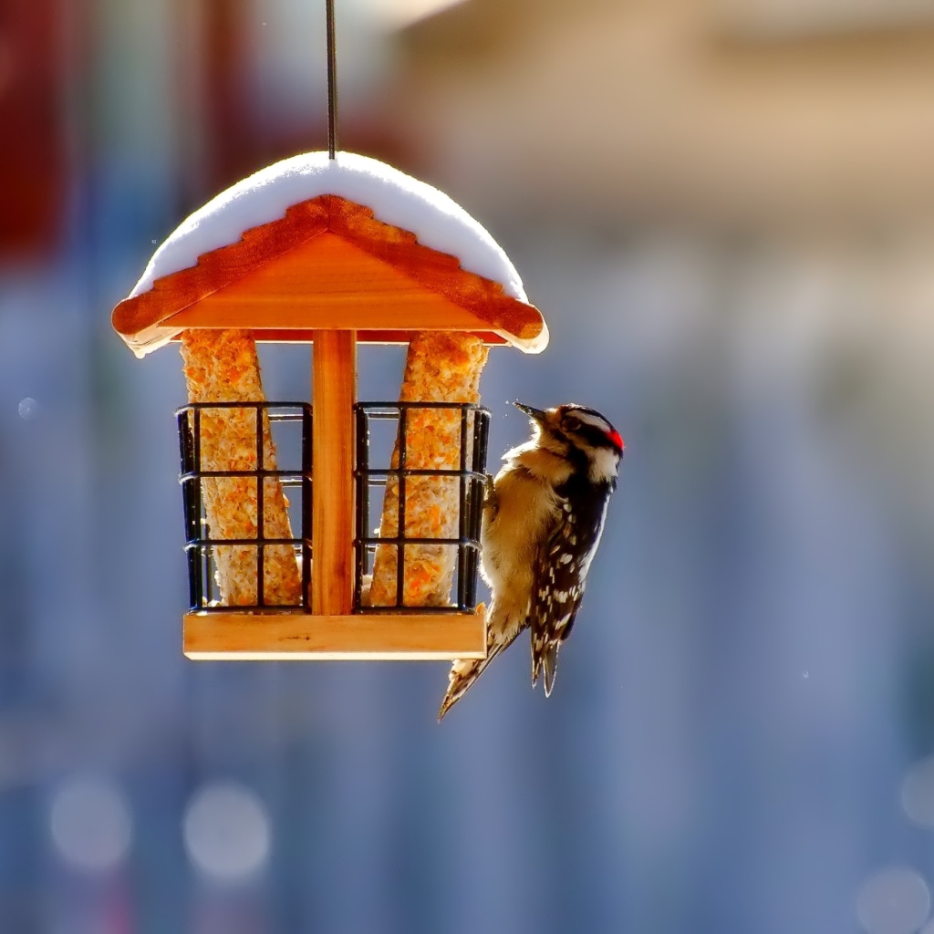 Fondo de pantalla Winter Bird House 1024x1024