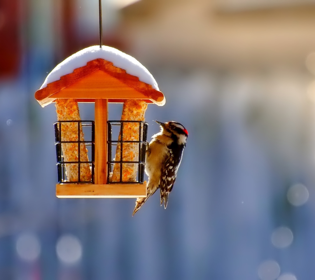 Winter Bird House wallpaper 1080x960