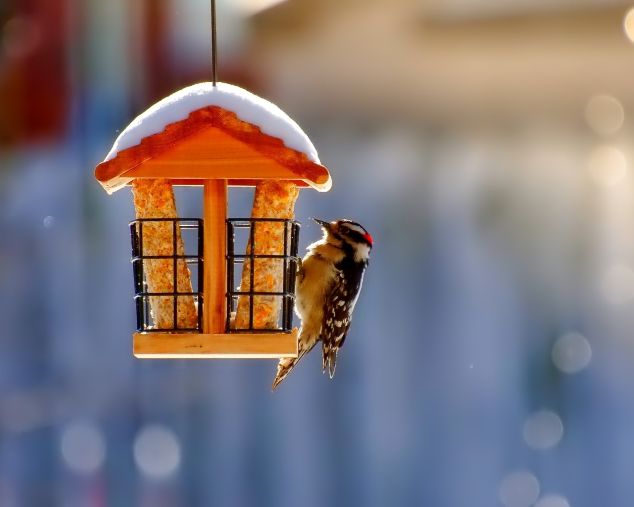Fondo de pantalla Winter Bird House 1280x1024