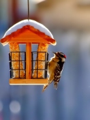 Winter Bird House wallpaper 132x176