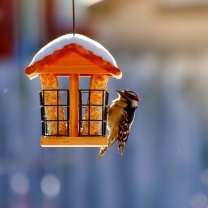 Winter Bird House screenshot #1 208x208