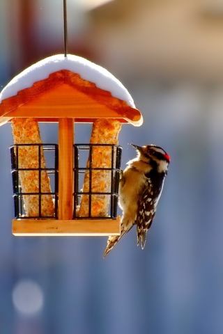 Winter Bird House wallpaper 320x480