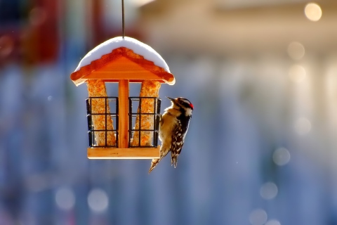 Winter Bird House screenshot #1 480x320