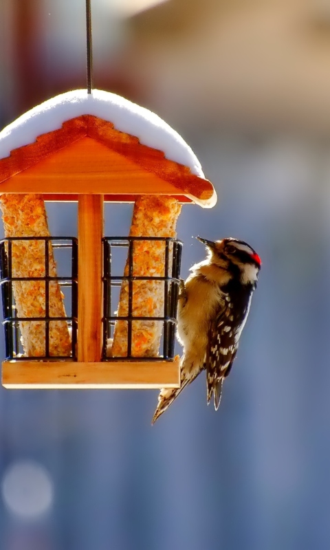Fondo de pantalla Winter Bird House 480x800