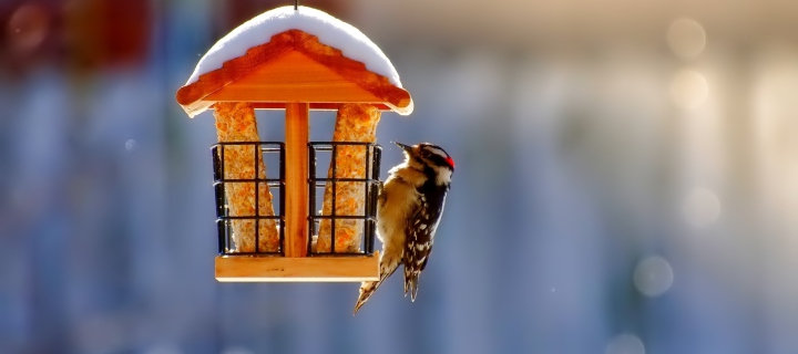 Fondo de pantalla Winter Bird House 720x320