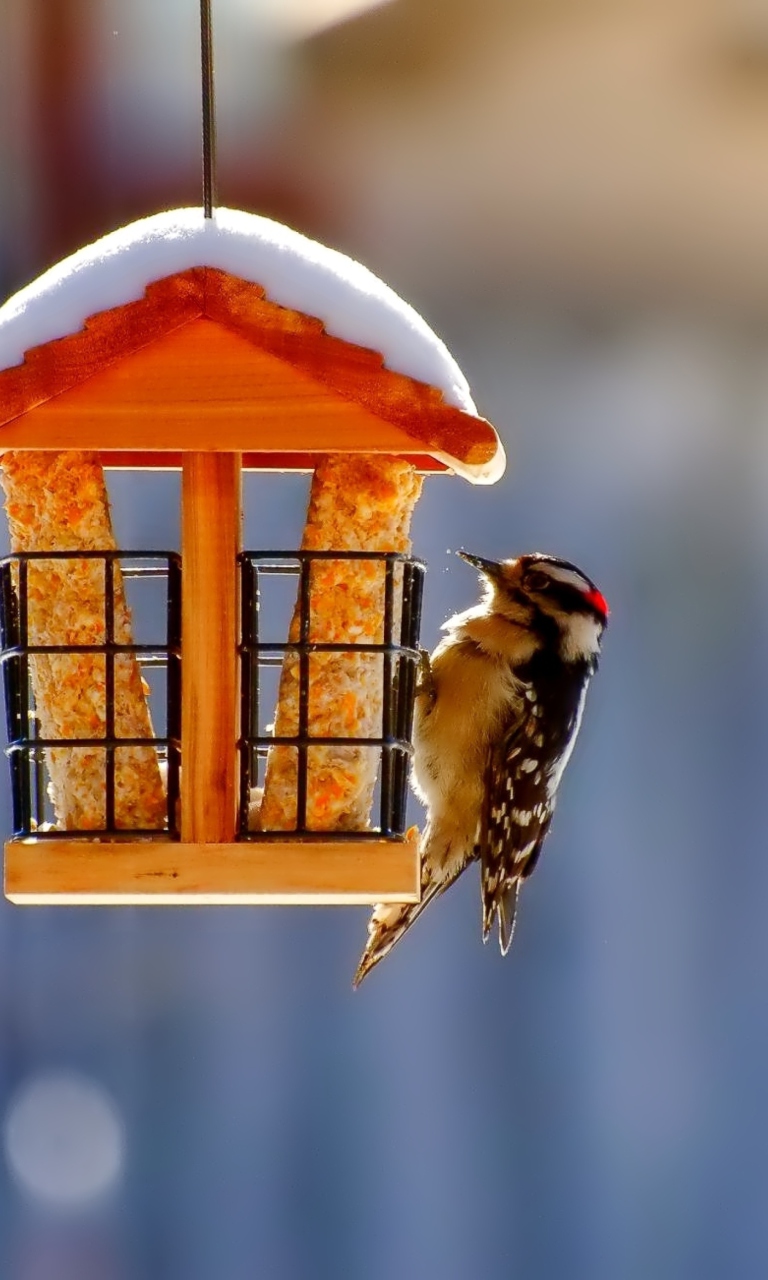 Sfondi Winter Bird House 768x1280