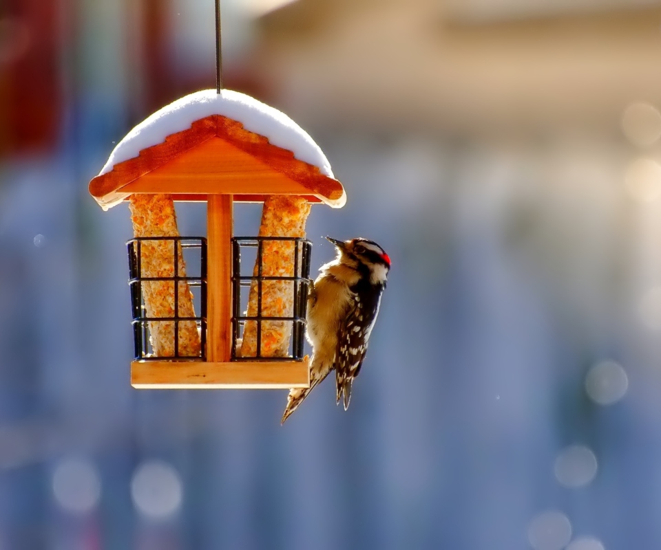 Sfondi Winter Bird House 960x800