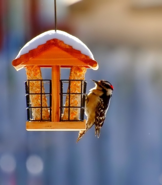 Winter Bird House sfondi gratuiti per iPhone 5
