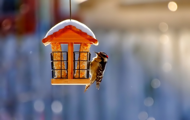 Обои Winter Bird House