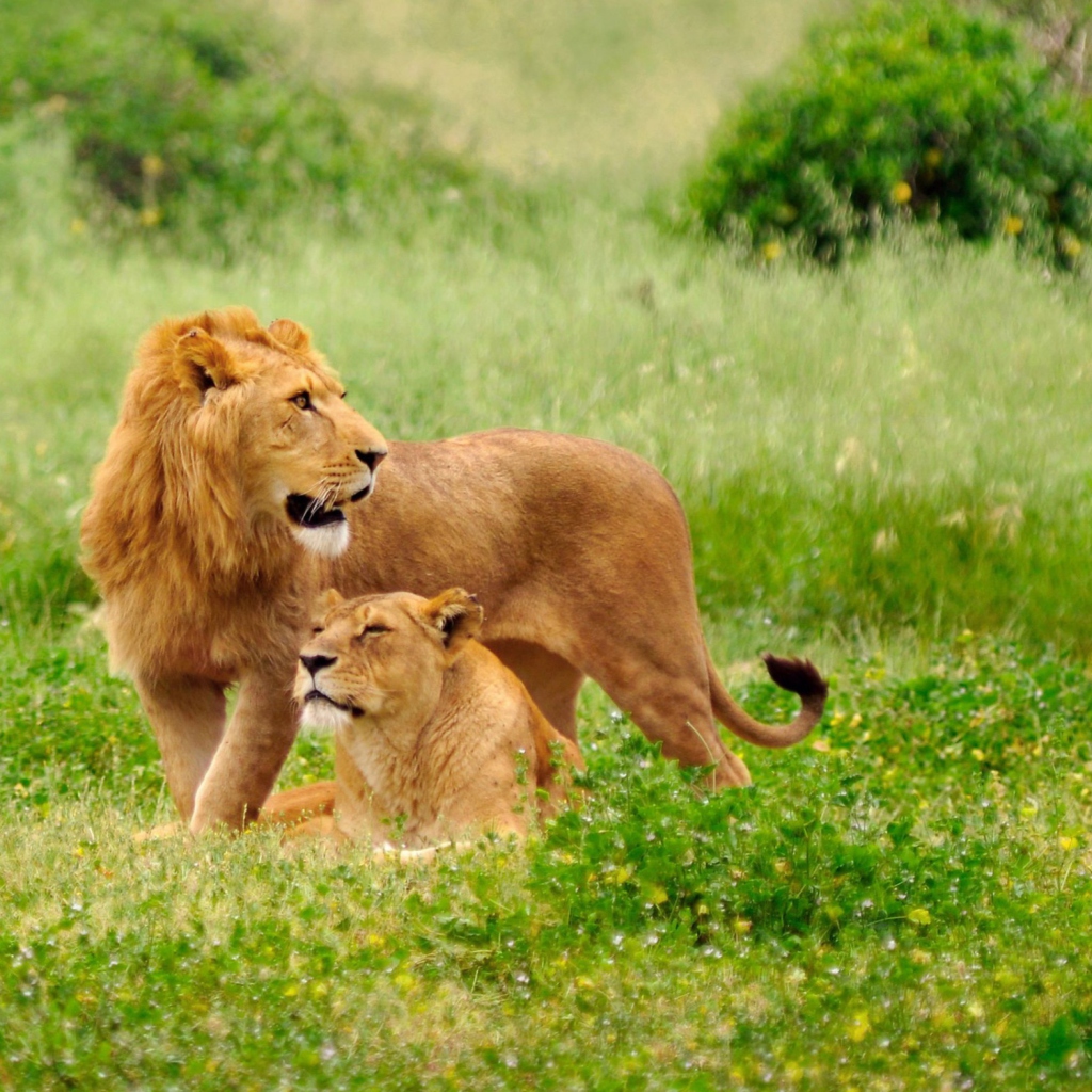 Lions Couple wallpaper 1024x1024