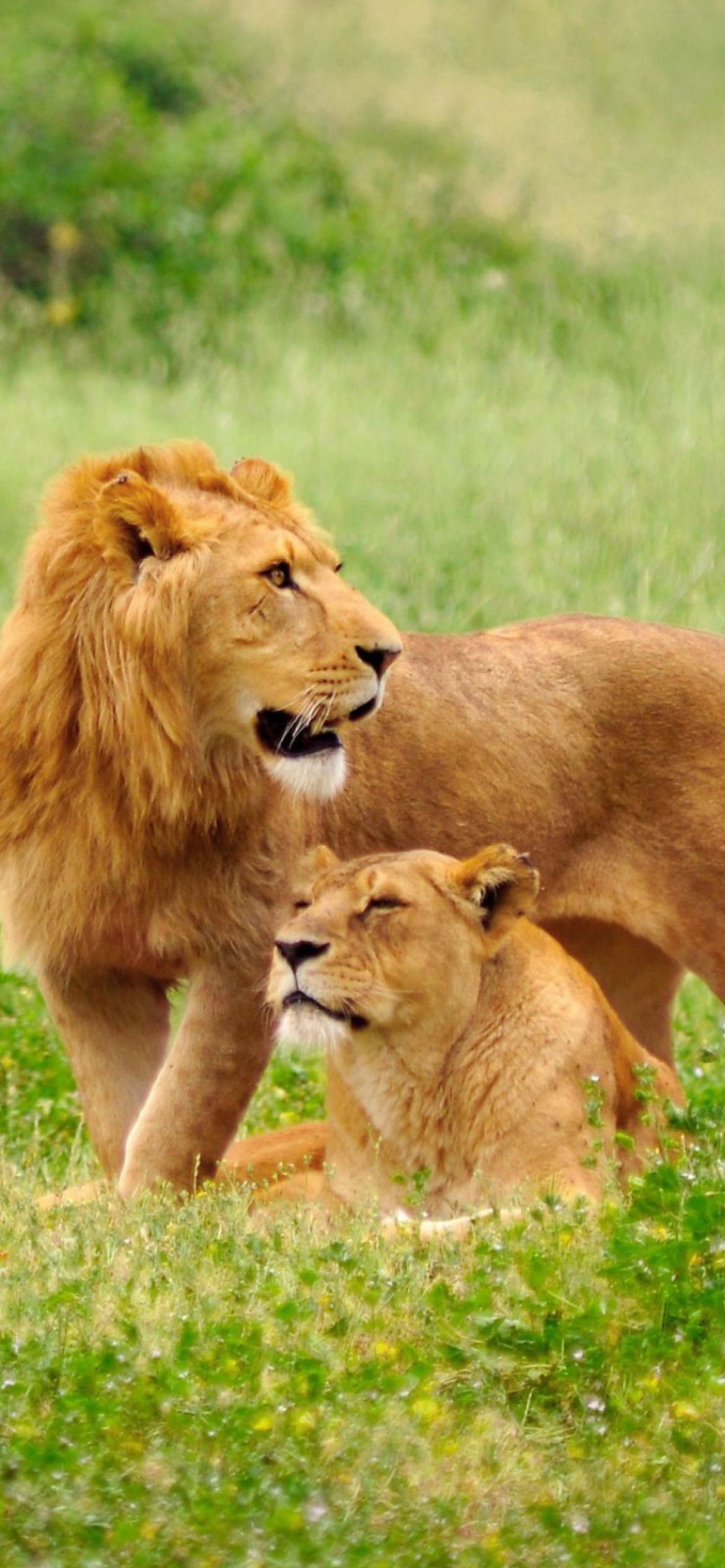 Lions Couple screenshot #1 1170x2532