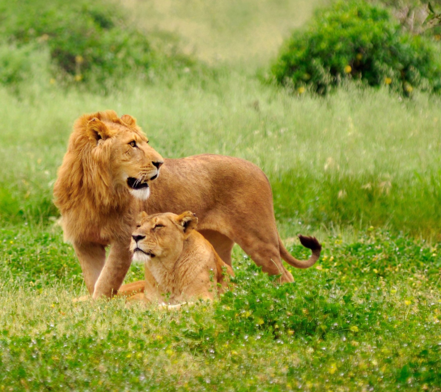Fondo de pantalla Lions Couple 1440x1280