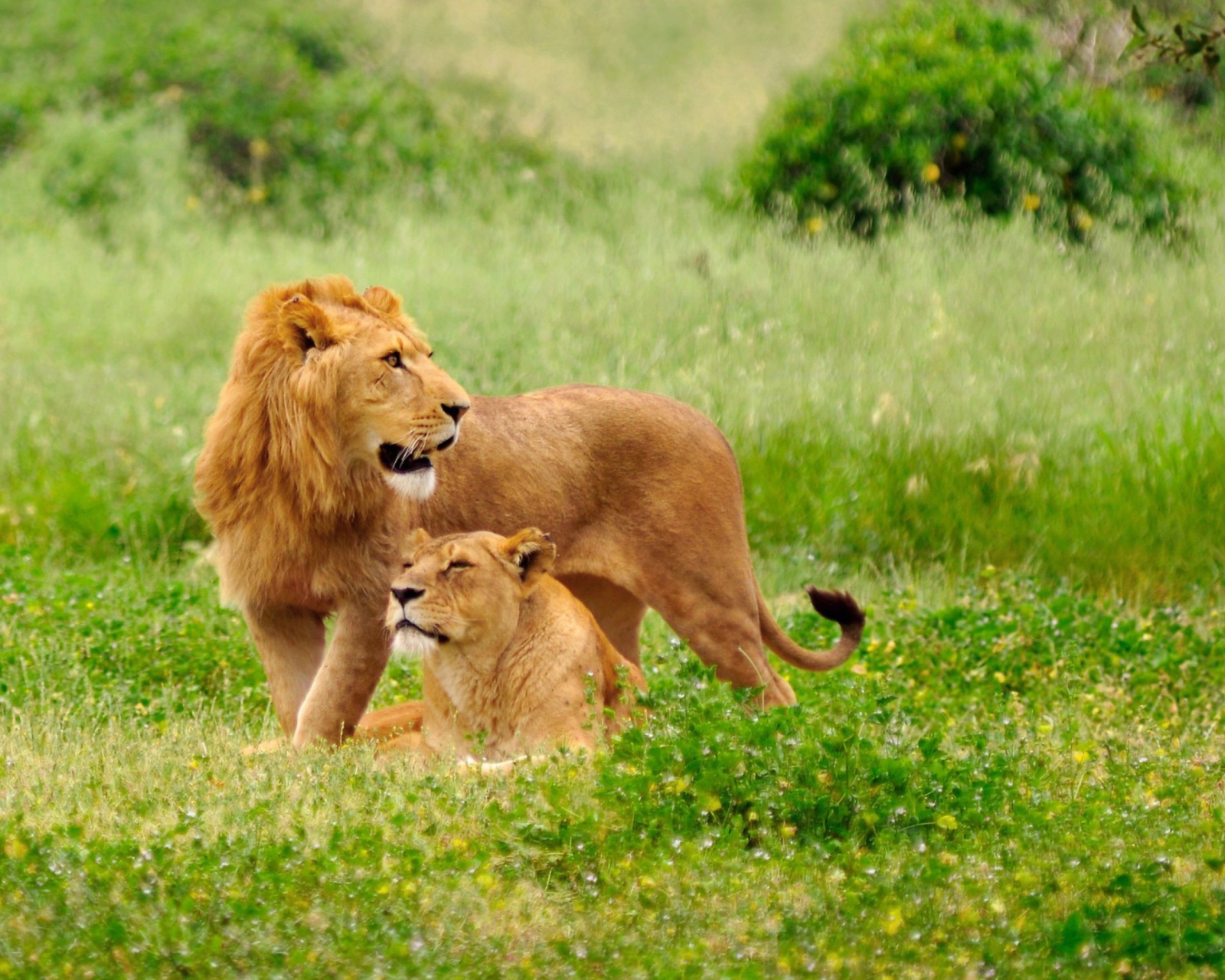 Das Lions Couple Wallpaper 1600x1280